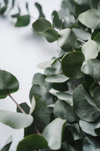 Eucalyptus Lavender - Kreamy Soaps