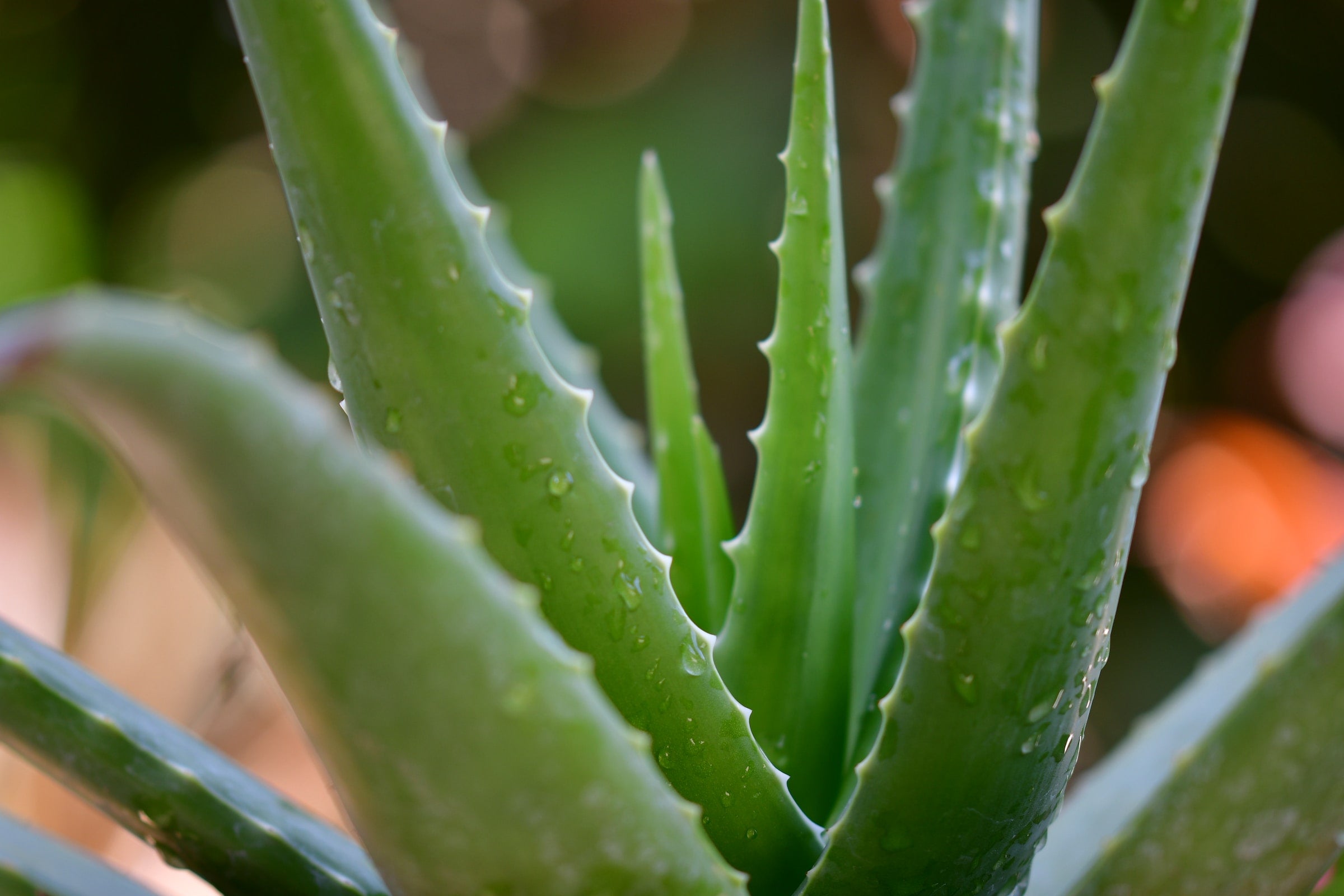 Aloe & Peppermint Soap - Kreamy Soaps