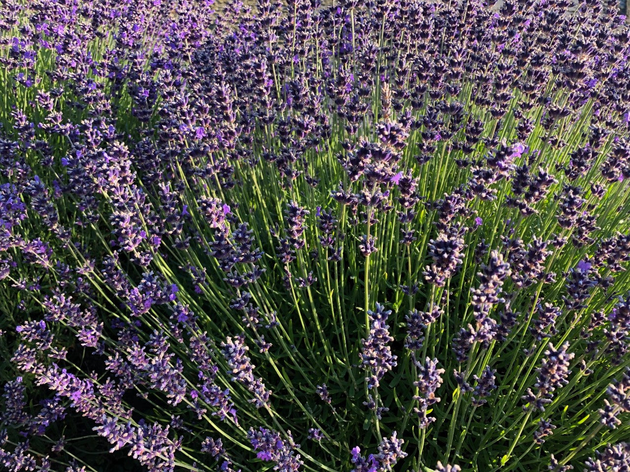 Lavender - Kreamy Soaps