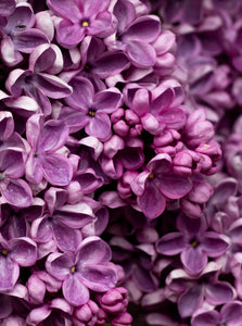 Lilac - Kreamy Soaps